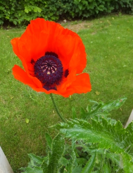 Poppy